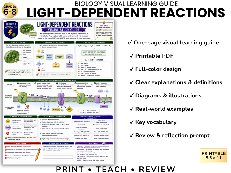 **LIGHT-DEPENDENT REACTIONS | Biology Visual Learning Guide | Grade 8 & Middle School Science**