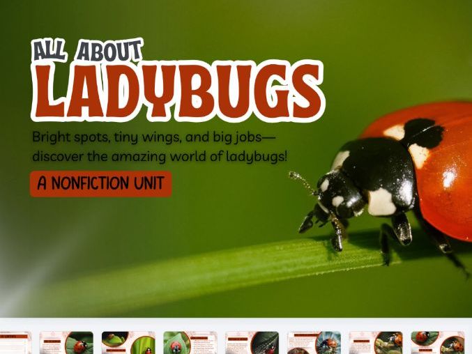 All About Ladybirds Comprehension Worksheets | KS1 Reading | SEND & GDS Differentiated Pack