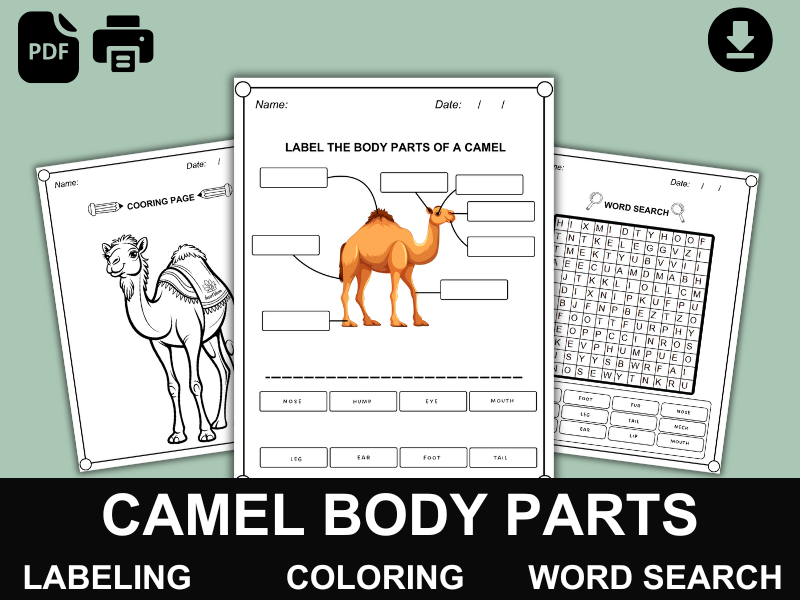 Camel Body Parts | Labeling, Coloring & Word Search | Desert Animals & Wildlife PDF
