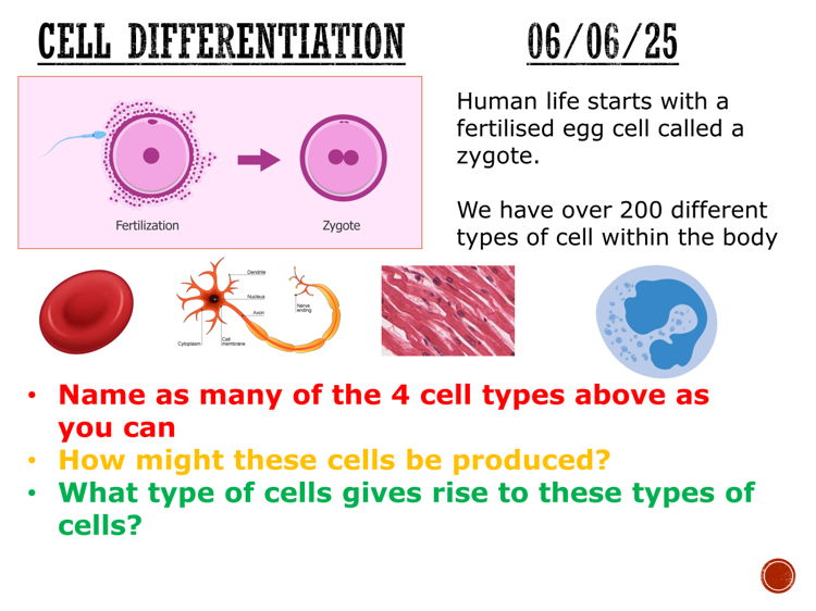 Cell differentiation - complete lesson (GCSE 1-9)