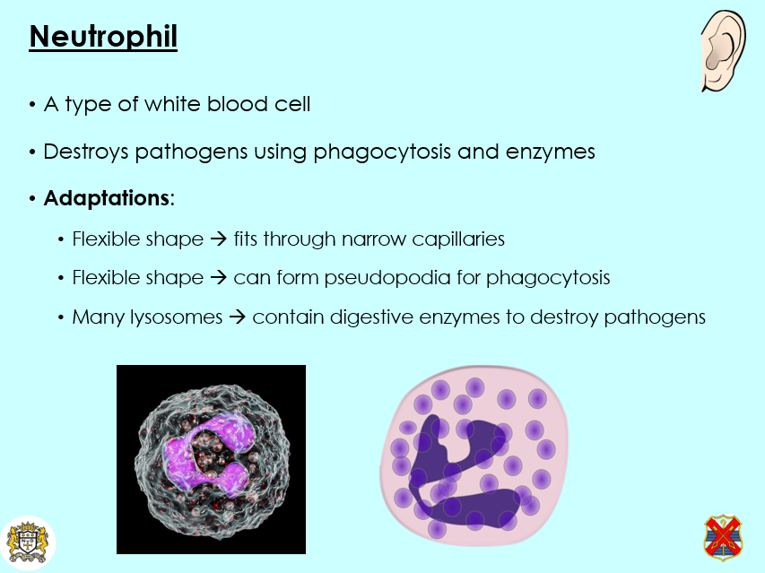 OCR A - A Level Bio, Specialised cells, 2.1.6 (h)