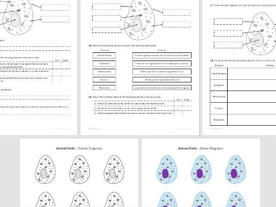 B1 Animal Cells - Worksheets