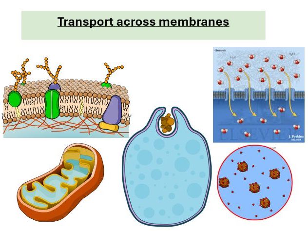 A-level Biology Cell Membrane: Structure, Function and Transport of Molecules