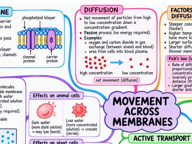 GCSE Biology Movement Across Membranes Mind Map | Diffusion, Osmosis & Active Transport