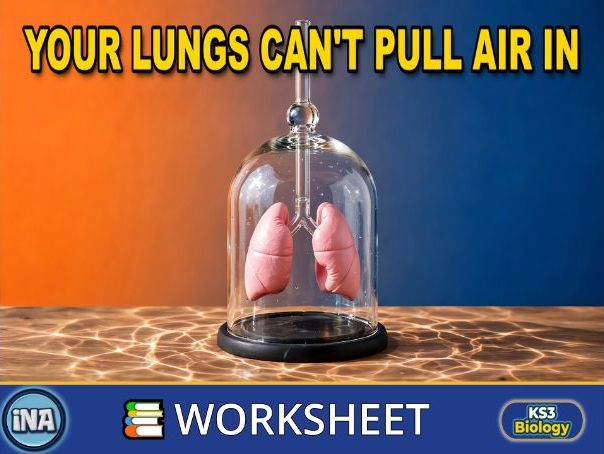 The Human Gas Exchange System and Breathing - KS3 Biology Worksheet