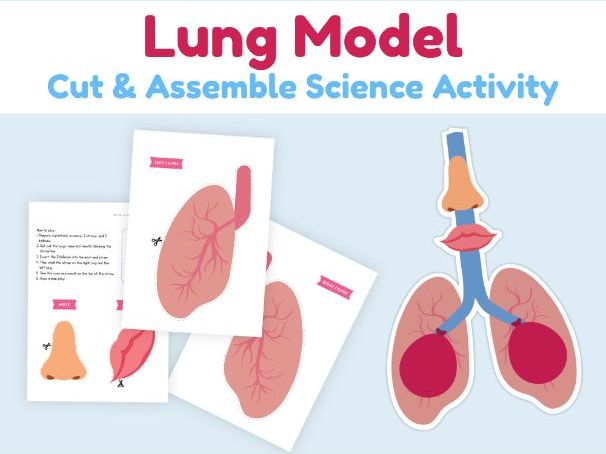 Lung Model Cut and Assemble | Human Respiratory System Activity