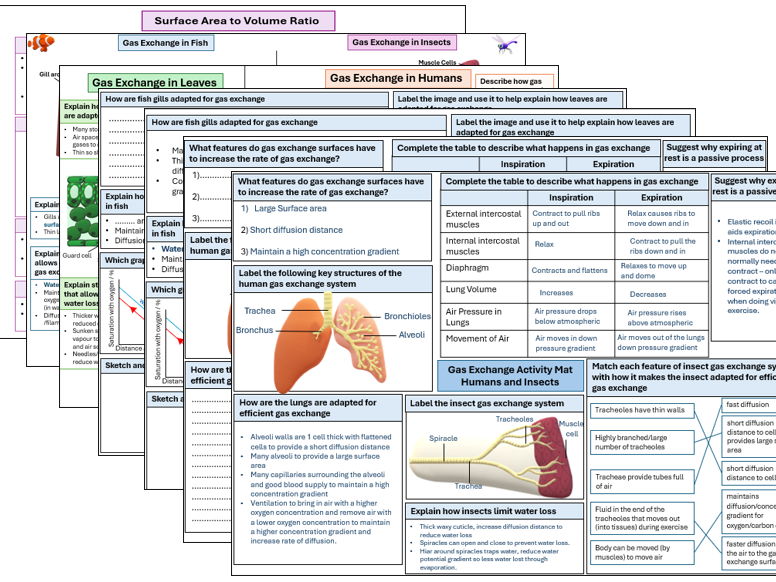 Gas Exchange A Level Biology Revision Notes and Activity Mats