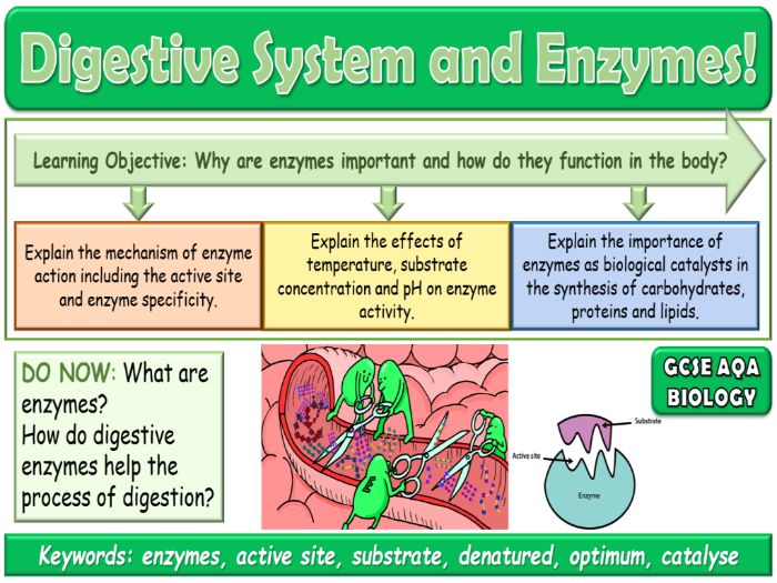 Digestive System and Enzymes AQA GCSE (9-1) Biology | Teaching Resources