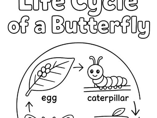 BUNDLE 7 Life Cycle of Living Things Colouring Sheets
