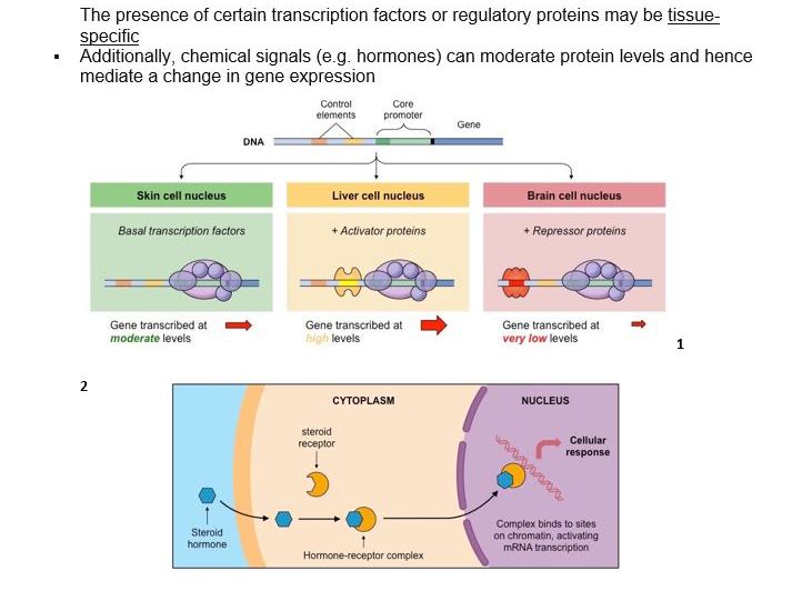 Gene Expression, Regulation, Trascription Booklet-Videos, information, Exam Questions