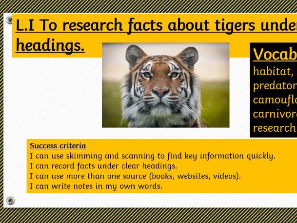 Tiger Fact File unit of work.  Non-chronological report.