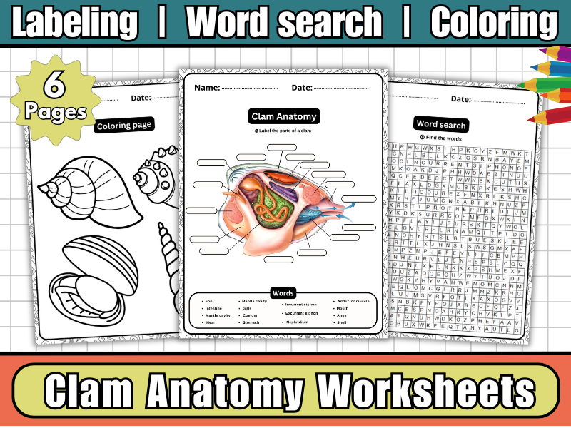 Clam Anatomy Worksheets-Labeling Diagram, Coloring Page, Word Search & Science Activity