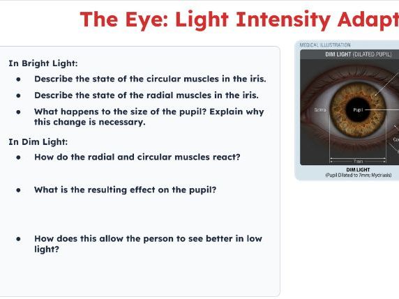 Homeostasis AQA GCSE - Revision Lesson