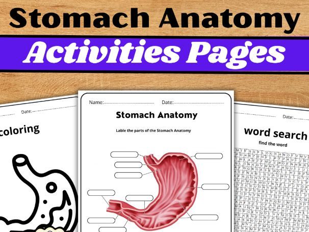 Stomach Anatomy|Word Search Activity
