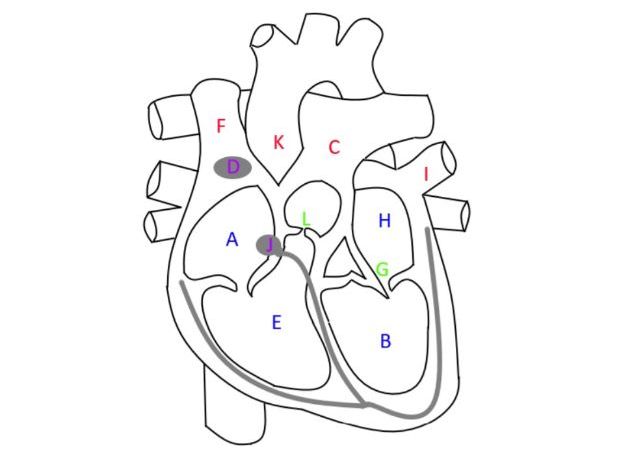 Heart Structure and Circulation Worksheet.