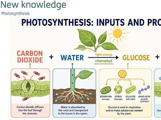 Photosynthesis