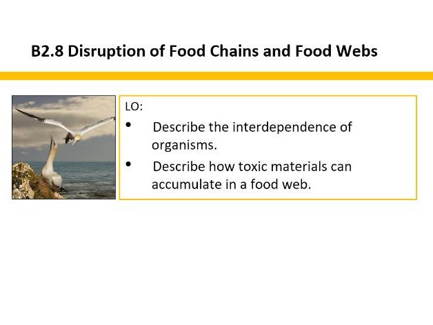 B2.8 Disruption of Food Chain & Food Web (Slides)