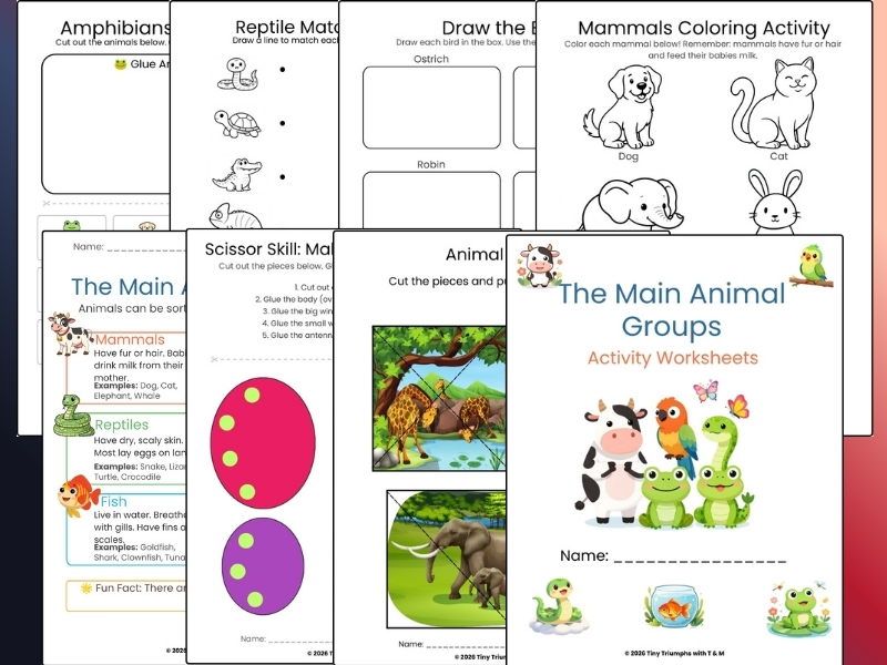 The Main Animal Groups Activity Worksheets