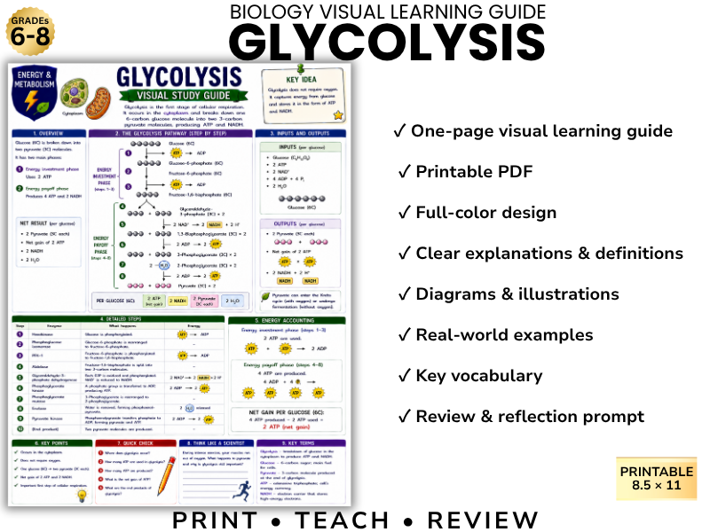 GLYCOLYSIS | Biology Visual Learning Guide | Grade 8 & Middle School Science