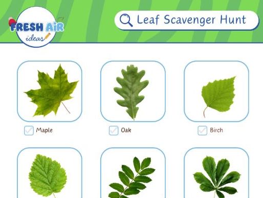 Leaf Scavenger Hunt