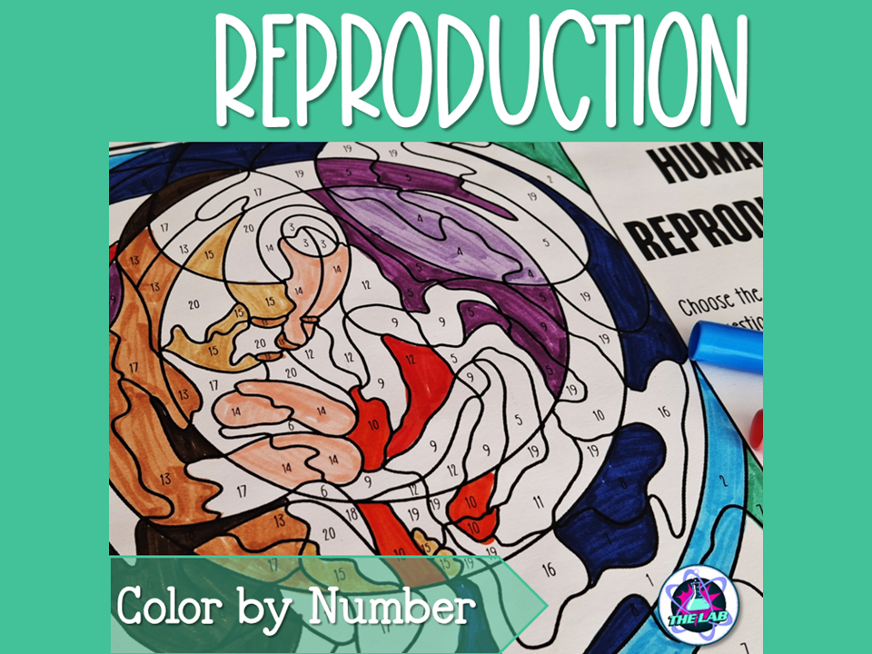 Human Reproduction Colour by Number