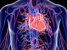 Cardiovascular System