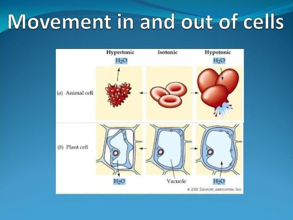 AS Level Biology - Movement into and out of cells