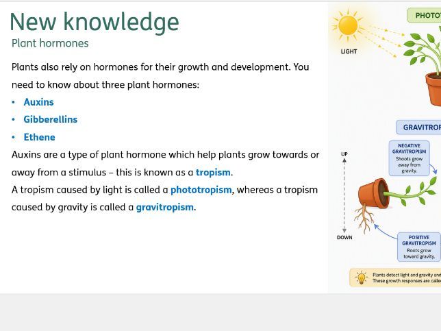 Plant hormones