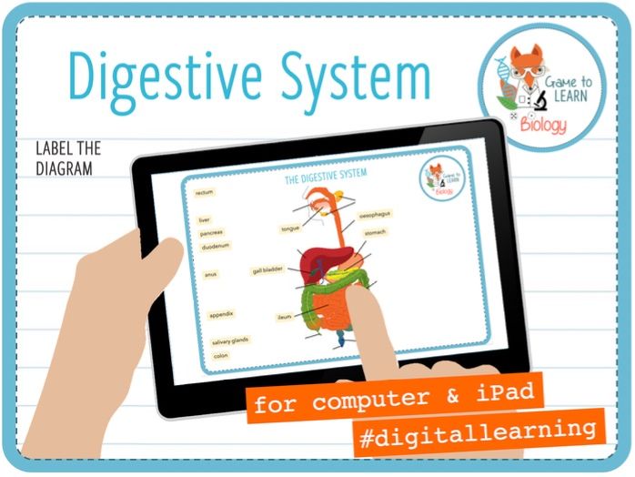 The Digestive System Ks3