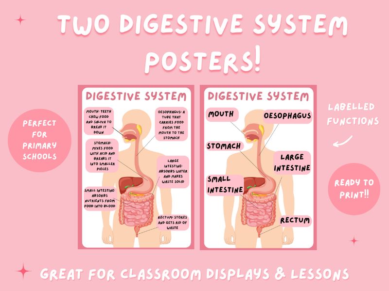 KS2 Science Poster | Digestive System Diagram & Labels | Human Body Display