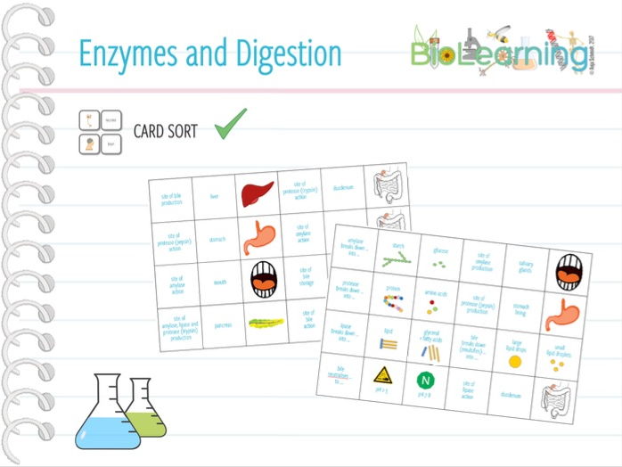 Enzymes and digestion Card sort (KS3 / KS4) Teaching Resources