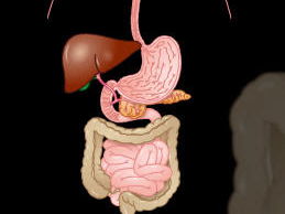 Nutrients and Digestion KS3 Unit of Work | Teaching Resources