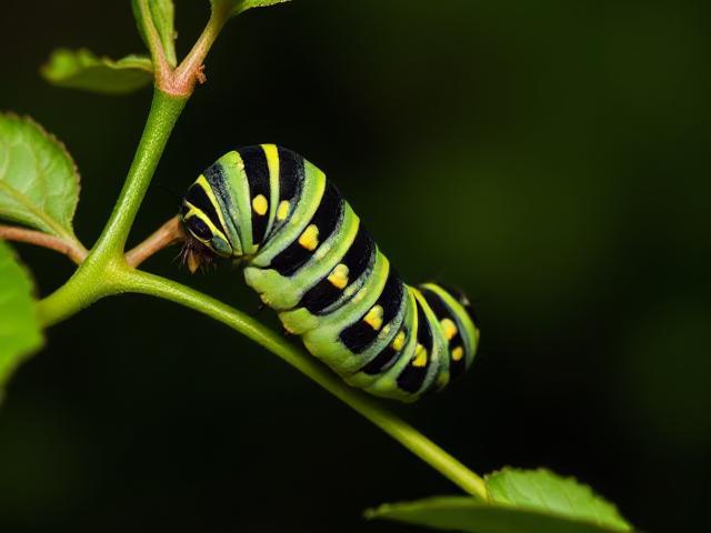 The Gluttonous Caterpillar