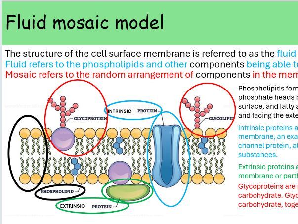 WJEC A level Biology AS Unit 1 Topic 1.3: Cell membranes and transport powerpoints for whole topic