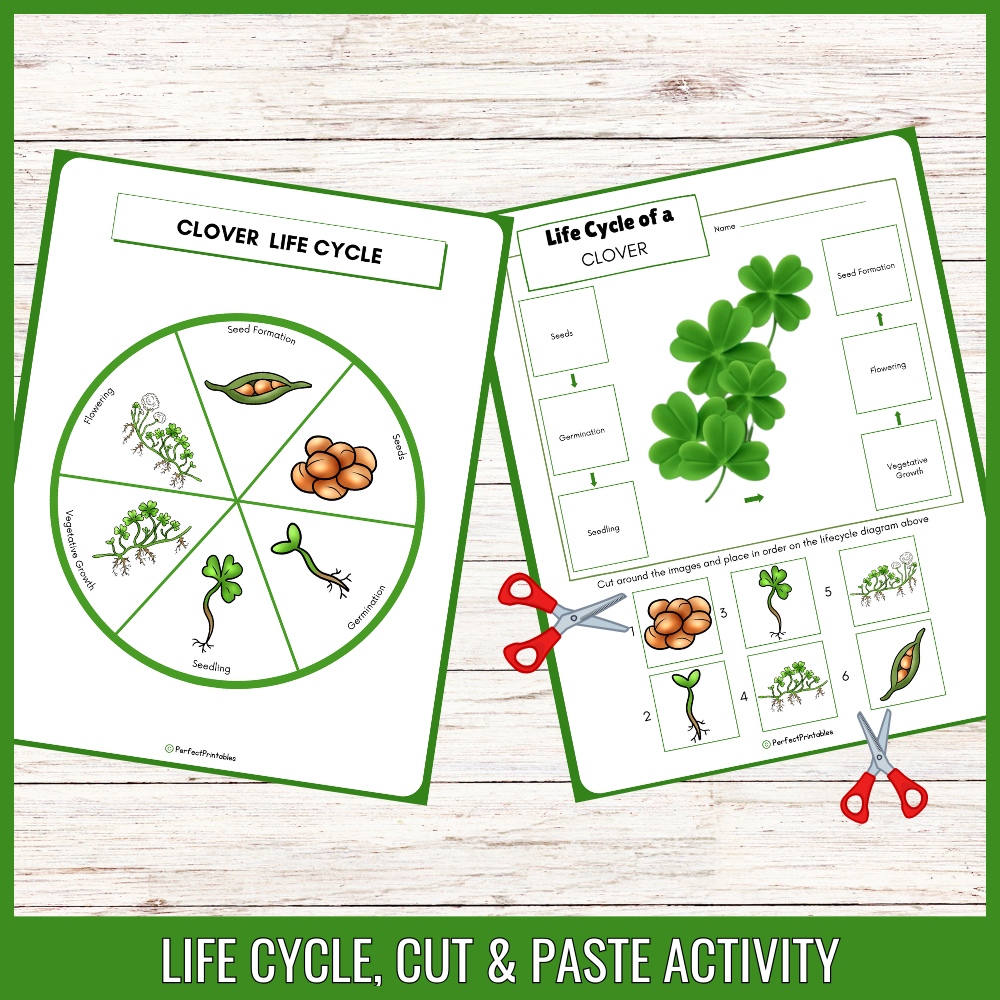 Shamrock Clover Life Cycle: St. Patrick’s Day Plant Science Unit Study ...