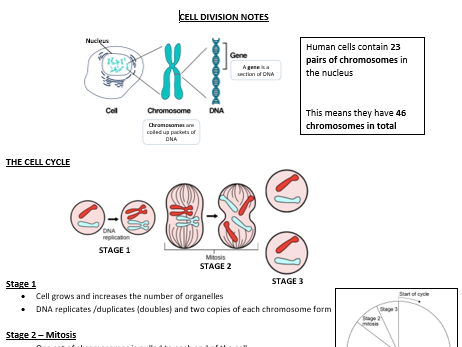 Cell Division Notes