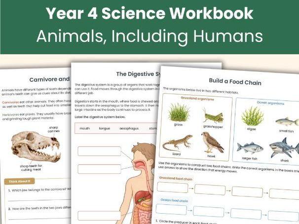Year 4 Science Workbook | Animals Including Humans | Digestion, Teeth & Food Chains