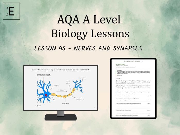 AQA A Level Biology Lesson 45 - Nerves and Synapses