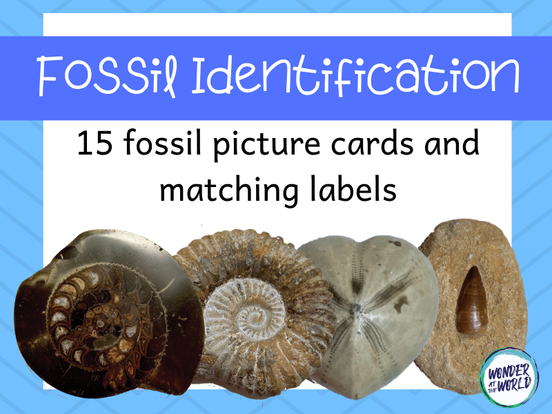 Fossil Identification Activity KS2 | Teaching Resources