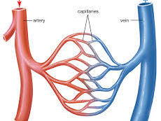 OCR Biology module 3 Structure of blood vessels