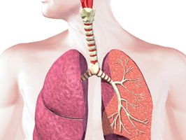 GCSE PE (AQA) - Cardio Respiratory System