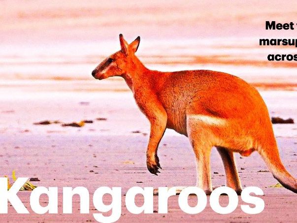 Kangaroo: Animated Keynote/PPT Presentation, Colorful Science