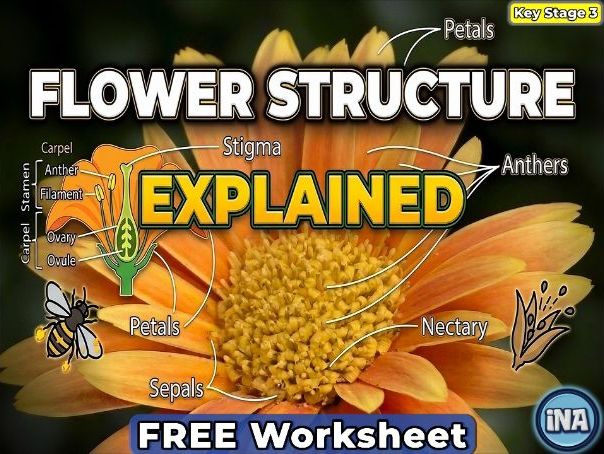Flower Structure - FREE KS3 Biology Worksheet