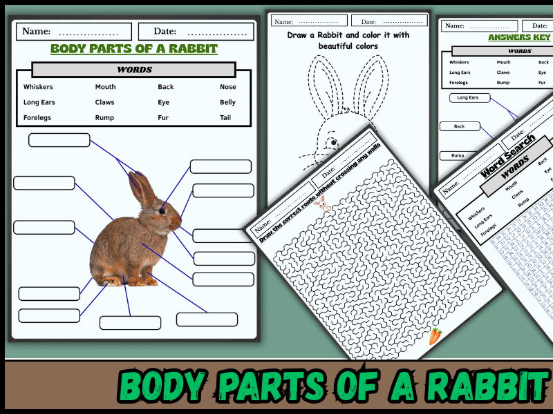 Body Parts of a Rabbit | Labeling, Coloring, Word Search & Activity Pack