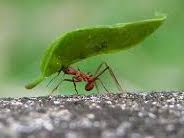 AS-Level Computer Science 2026 Exam Workbook (Ant Simulation)