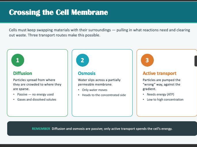 Movement in and out of cell IGCSE