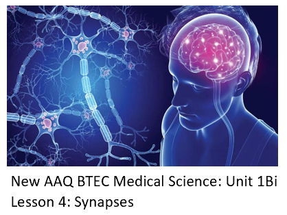 NEW: AAQ BTEC Medical Science Unit 1B Nervous System - Lesson 4 Synapses