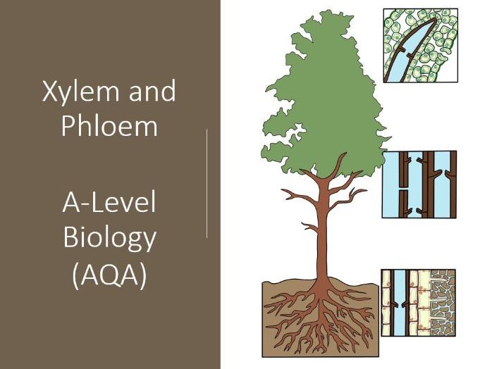 Difference Between Xylem And Phloem Class 9 Ncert ZOHAL