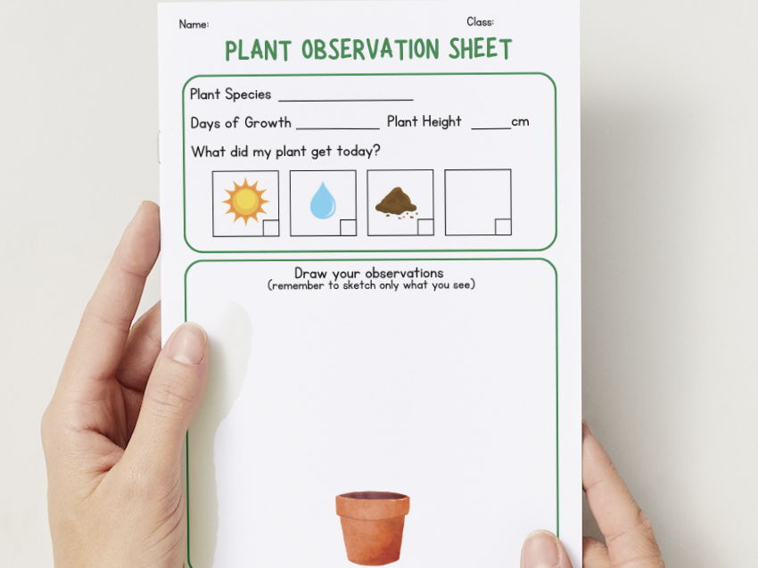 Plant Observation Worksheet