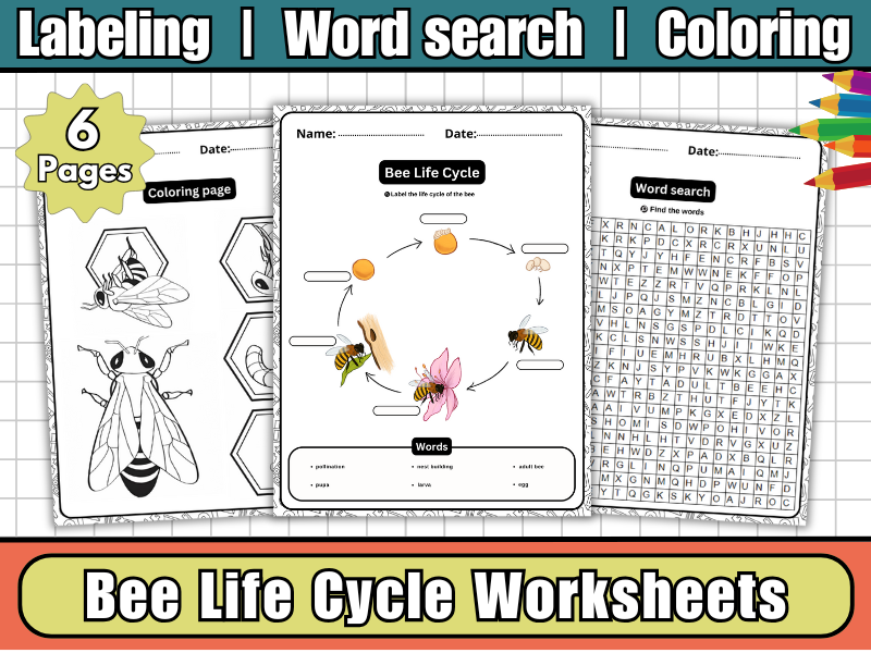 Bee Life Cycle – Labeling Diagram, Coloring Page & Word Search | Insect Science Activities for Kids